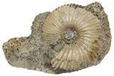 Jurassic Ammonite (Sigaloceras) Fossil - Gloucestershire, England #177074-1